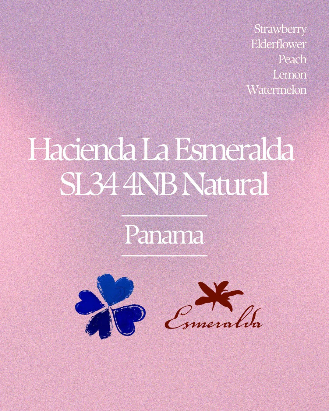 Hacienda La Esmeralda SL28 - Panama, Klover Coffee | 100g
