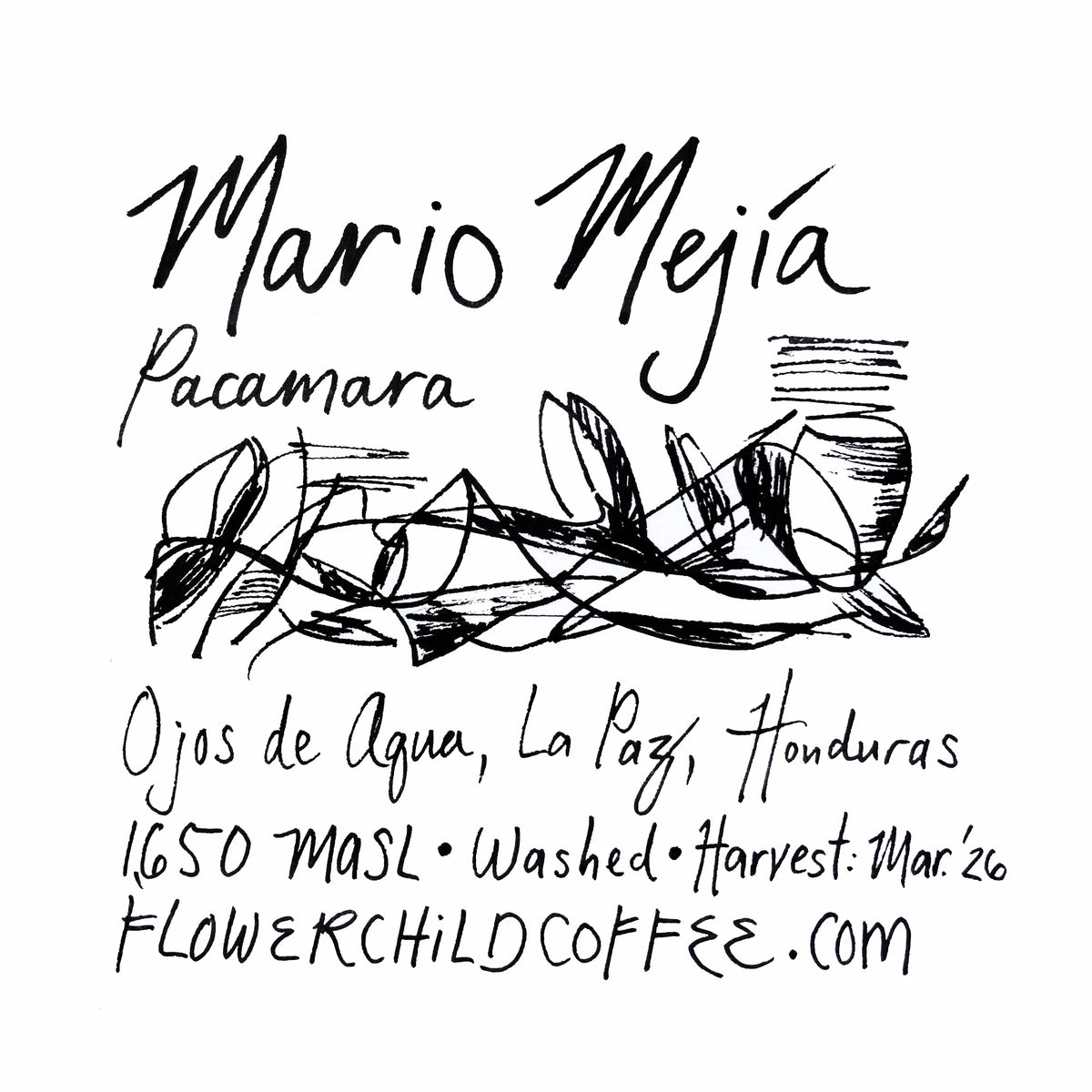 Mario Mejia - Honduras, Flower Child | 250g