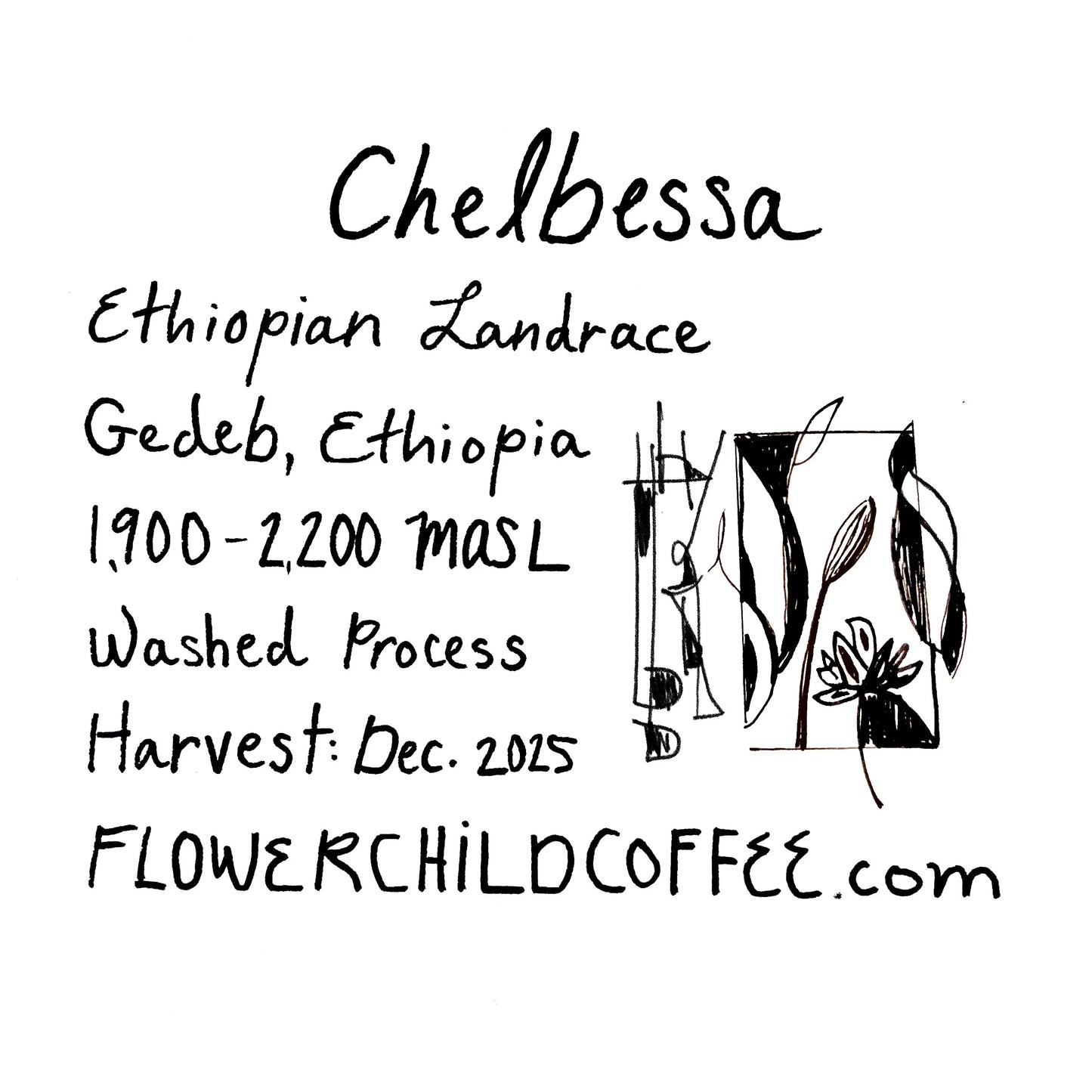 Chelbessa - Ethiopia, Flower Child | 250g