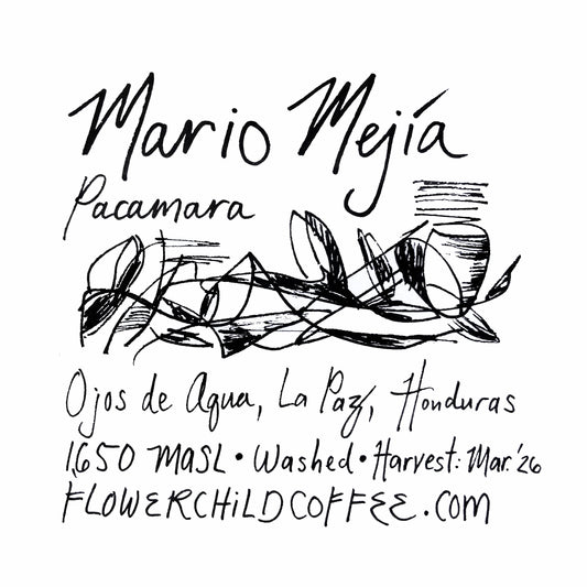 Mario Mejia - Honduras, Flower Child | 250g