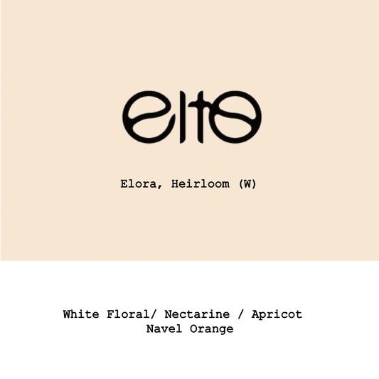 Elto Elora washed - Ethiopia, Gout and Co | 250g